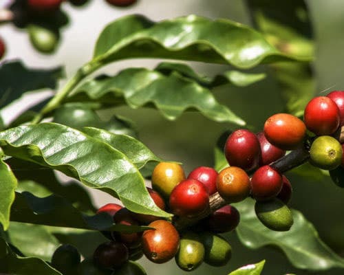 Coffee Beans