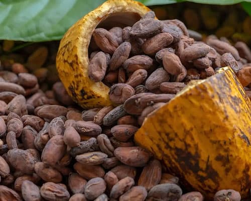 Cocoa Beans