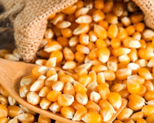 Corn Non-GMO