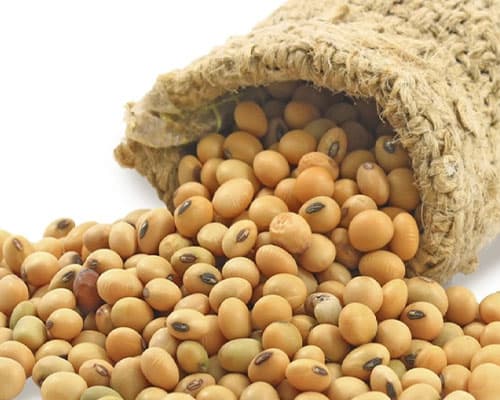 Soya GMO