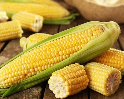 Corn GNO
